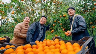 Harvesting Sweet Tangerines & Enjoying Delicious Chicken Hotpot in Northwest Vietnam | SAPA TV