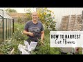 How to Harvest Cut Flowers : Dahlias, Sunflowers, Zinnias & more!  Flower farming, Zone 5A