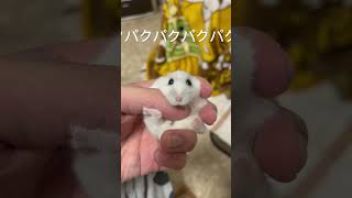 【パールホワイト】おやつ後の口パクパクタイムが可愛すぎたハムスター🐹⭐️#ハムスター #shorts