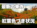 【4K】2024年11月22日（金）最新の京都東寺の紅葉色づき状況！京都东寺红叶最新资讯！The autumn leaves at Toji Temple in Kyoto!