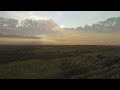 sunflowers at sunset at the inn between restaurant. camillus ny via drone