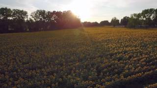 Sunflowers at Sunset at the Inn Between Restaurant. Camillus NY via Drone