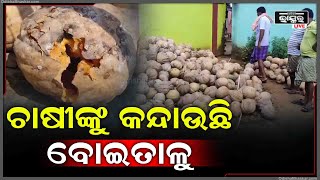 ଚାଷୀଙ୍କୁ କନ୍ଦାଉଛି ବୋଇତାଳୁ...ଅଦିନିଆ ଲଘୁଚାପ ବର୍ଷା ଯୋଗୁଁ ନଷ୍ଟ ହେବା ପରେ ଏବେ ଚିନ୍ତାରେ ଚାଷୀ