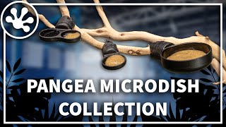 All about the NEW Pangea MicroDish Collection