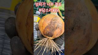 양파에 무슨일이  #농사 #주말농장 #farming #양파수확시기