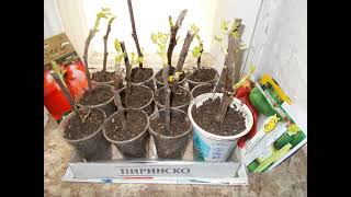 Време е за вкореняване на резници от смокиня. Мой метод. Rooting cuttings fig. Укоренять инжир.