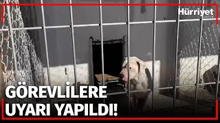 Baronun Barınak Ziyaretinde 'Yasaklı Irk' Gerginliği!