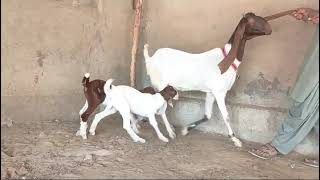 Nasli Pateri Goat Breed Muneer Goat Farm Shoqeeno Ka Favorite 💕 Karachi Bakra Mandi #vlog #goat #pet