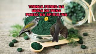 SPIRULINA O JEITO CERTO DE USAR PARA SEU TRINCA FERRO CANTAR MUITO. cortes lives.