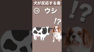 【犬が反応する音】その(14) 犬が喜ぶ音／犬が首をかしげる音／犬が寄ってくる音 #shorts