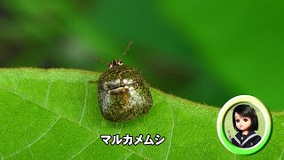 30秒の心象風景22781・甲虫のような～マルカメムシ～