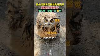 猫头鹰受伤后被救助站照顾，康复后不愿离开。工作人员语重心长劝其飞走，“威逼利诱”的招数用了个遍，依然没用。来源@齐鲁晚报 #猫头鹰 #救助 #shorts