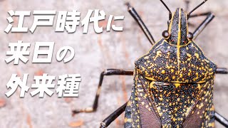 日本最大種は外国虫!?キレイで大きなカメムシ見つけた！【キマダラカメムシ】