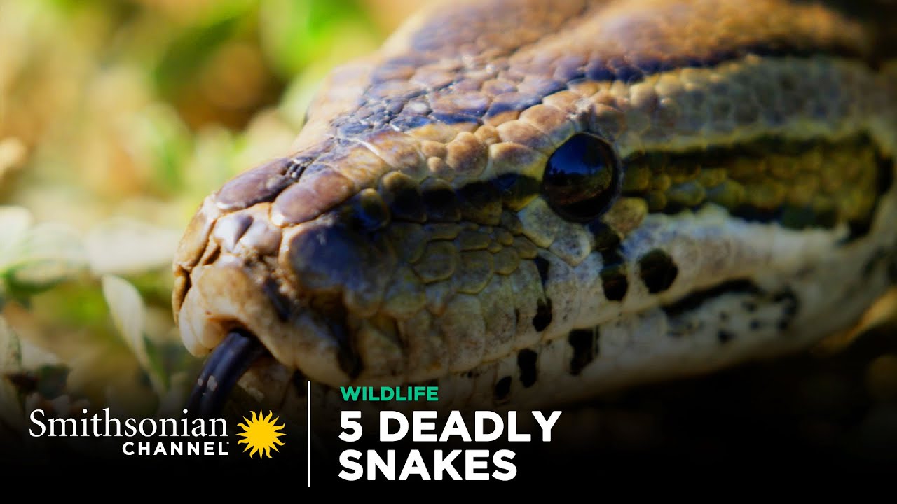 5 Deadly Snakes In Action 🐍 Smithsonian Channel - YouTube