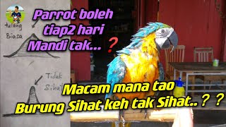 Periksa kesihatan Burung | Burung boleh mandi hari2 tak? | Training Parrot freefly| Parrot freefly