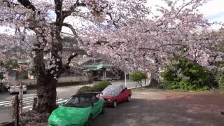 伊豆熱川GTカフェ 桜満開(2014/03/29)