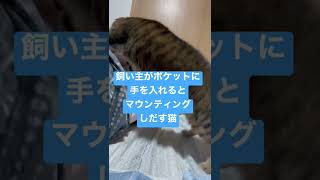 【去勢済みの猫】ウチのネコがマウンティングするきっかけ#shorts