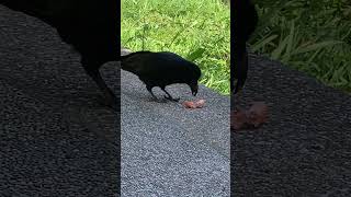 その反応は面白すぎるよカラスさん‼️😂😂😂wwwwww