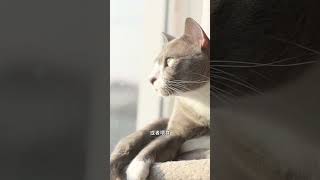 習慣看門的貓？貓咪迷惑行為 #貓 #cat #貓咪 #毛球