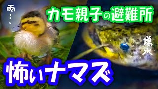 0527C②【雨ナマズとカルガモ親子】減った雛鳥。コガモが奇跡の避難、増水とケガの悲劇も乗り越える。カワセミ飛翔。みんなの動物園出演のカモ親子【野鳥撮影と観察】Nikon P1000