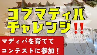 【多肉植物】コブマディバチャレンジコンテストに参加します❣️@carinocreare