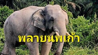 พลายนพเก้าถึงบ้านร่มแดนช้างแล้วครับ กราบขอบพระคุณ คุณหนูนาครับ🙏🐘