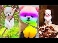 Cute Pomeranian Puppies Doing Funny Things 2024 🐶 Cute and Funny Adorable Dogs 😅 Box Studios