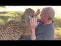 Man Reunites With African Cheetah BIG Cat After 1 Year Absence -  Do You Remember Me  A Documentary