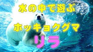 ホッキョクグマのリラ Polar bear LILA　at the Maruyama Zoo