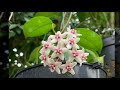 신비롭고 다양한 호야꽃들의 세계 the mysterious and diverse world of hoya flowers