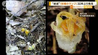 絶滅したはずが…光輝く花「妖精のランプ」　30年ぶりに発見　謎に包まれた生態も特徴【知っておきたい！】2023年3月1日