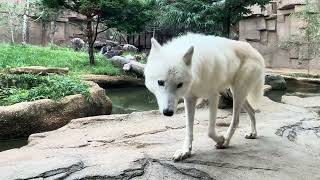 Arctic wolf 幻の白いオオカミ ホッキョクオオカミの親子展示　那須どうぶつ王国にて　2024年9月23日