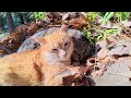 stray cats take a nap in the sunshine on a bed of fallen leaves