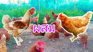 ไก่ไข่ไฮบริดผสมไก่ไข่ไฮบริด = ลูกเจี๊ยบ