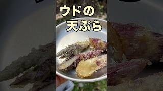 ウドが生えてたので、天ぷらにした#shorts #山菜採り #キャンプ飯