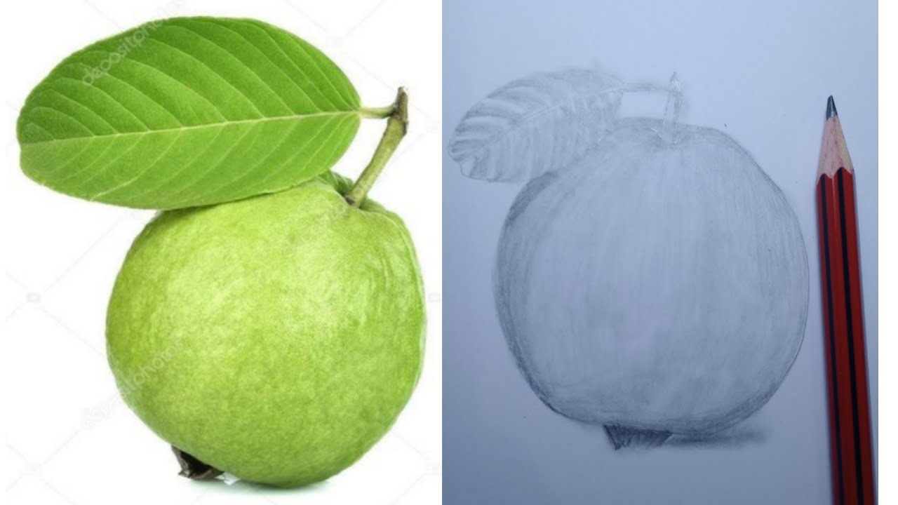 How To Draw Realistic Papaya Fruit/draw Papaya With Normal Pencil # ...