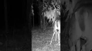 Buck deer working a scrape licking branch Trail