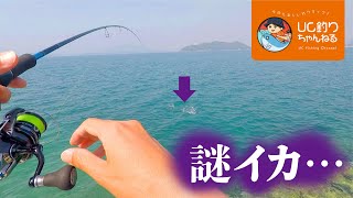 エギングで謎のイカを釣った。。福岡糸島で春の釣り！