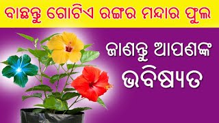 ବାଛନ୍ତୁ ଗୋଟିଏ ମନ୍ଦାର ଫୁଲ ଓ ଜାଣନ୍ତୁ ନିଜର ଭବିଷ୍ୟତ // bacahntu gotie mandara phula o janantu bahbisyata