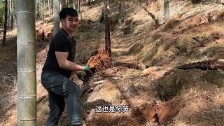 多日未下雨竹山泥土起灰，不仅笋挖不动，剥笋都不脱壳了