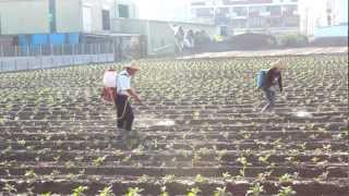 2012路竹番茄文化節微電影 -《 番茄紅了 》