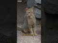 Лесные котята Знаете ли вы Природа 54