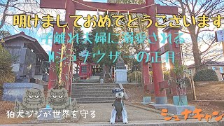 【イベント】ジジのお正月　”子離れ夫婦に溺愛されるミニチュアシュナウザーの正月”