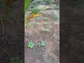 🤯கொத்து அவரைக்காய்... சிறு பராமரிப்பு அதிக வளர்ச்சி 😨 agriculture agro organic gardening short