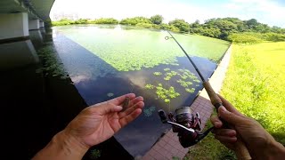 バスが無限に釣れる池を教えてもらいました。