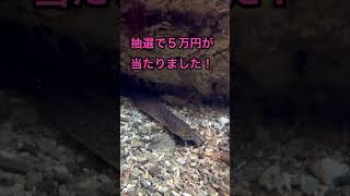 この動画を見たのは偶然ではなく必然です※あなたの人生が急激に変わるサイン   #運気アップ　#金運アップ 　#てんてんおじさん