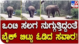 Elephant Attack: ಹಾಸನದಲ್ಲಿ ಕಾಡಾನೆ ದಾಳಿಯಿಂದ ಬೈಕ್ ಸವಾರ ಜಸ್ಟ್ ಮಿಸ್​ | #TV9D