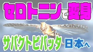 サバクトビバッタが日本へ襲来？変身にしあわせホルモンが関与【人生100年時代】今が一番幸せ！ お金・愛・夢  ゼロコンカツ　ハッピーな毎日を楽しむ