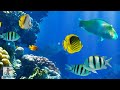 2 Hours of Beautiful Coral Reef Fish, Relaxing Ocean Fish, & Stunning Aquarium Relax Music 1080p HD 2 Hours of Beautiful Coral Reef Fish, Relaxing Ocean Fish, & Stunning Aquarium Relax Music 1080p HD