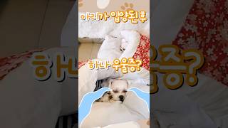 '식음전폐' 하나에게 무슨 일이?? [벨라맘 임시보호소] #shorts